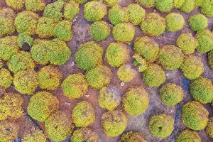 Castanea: Sweet chestnut trees (Castanea sativa) in autumnal