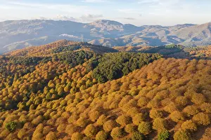 Chestnut: Sweet chestnut trees (Castanea sativa) in autumnal