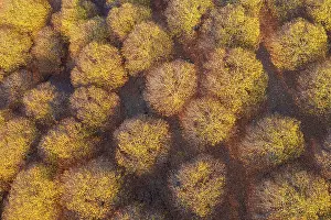 Chestnut: Sweet chestnut trees (Castanea sativa) in autumnal