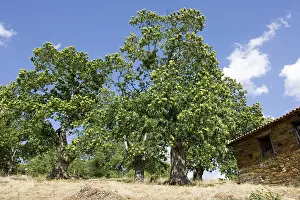 Laden: Sweet chestnut trees - laden with fruit