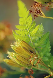 Odorata: Sweet cicely