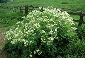 Odorata: SWEET CICILY