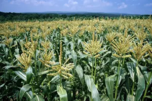 Grains: Sweet Corn