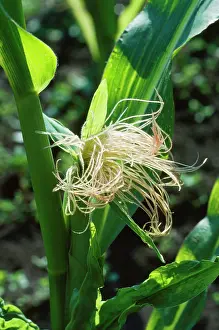 Sweetcorn: Sweet Corn / Maize - female flowers & tassels