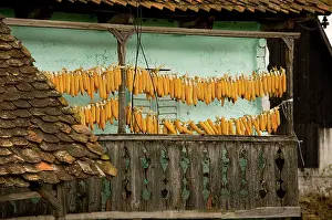 Sweetcorn: Sweet corn (maize) hanging up to dry on balcony of old house