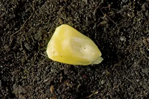 Germination: Sweet Corn Seed