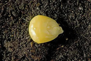 Germination: Sweet Corn Seed