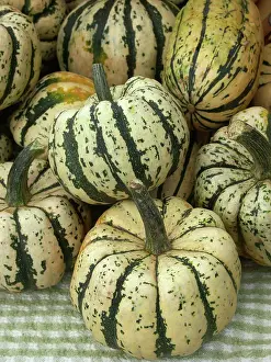 Cucurbits: Sweet Dumpling Squash