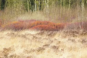 Drentsche: Sweet Gale