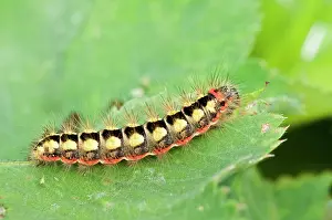 Gale: Sweet Gale Moth caterpillar
