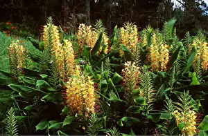 Lilies: Sweet Ginger / Kahili Lily / Butterfly Lily