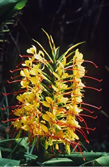 Ginger: Sweet Ginger / Kahili Lily / Butterfly Lily