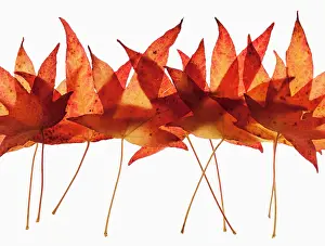 Liquidambar: Sweet gum, Liquidambar styraciflua arrangement of