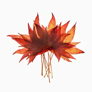Liquidambar: Sweet gum, Liquidambar styraciflua arrangement of