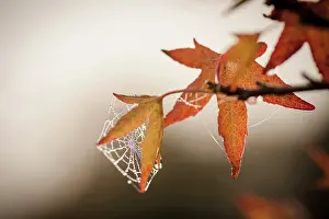 Liquidambar: Sweet gum, Liquidambar styraciflua, Close view of