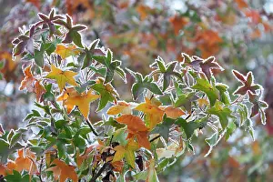 Styraciflua: Sweet Gum Tree - leaves in autumn colour covered