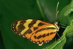 John Mason: Sweet Oil BUTTERFLY
