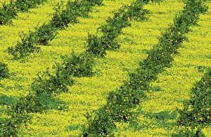 Annuals: Sweet Orange - Cultivation in the fertile Guadalhorce