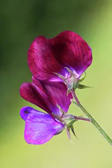 Lathyrus: Sweet pea