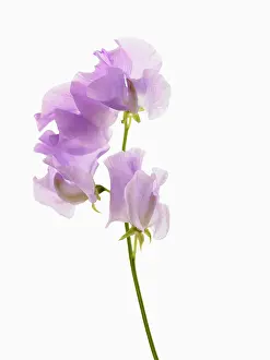 Lathyrus: Sweet pea