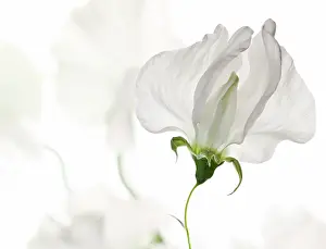 Lathyrus: Sweet pea