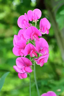 Latifolius: Sweet pea, Everlasting sweet pea, Lathyrus latifolius