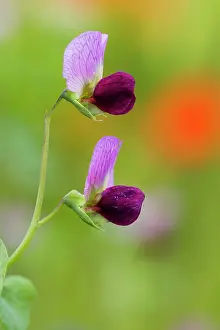 150321: Sweet pea, two flowers, on fallow land; Hessen