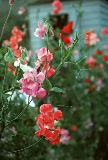Peas: SWEET PEAS