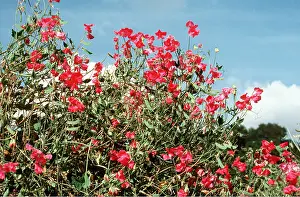 Peas: SWEET PEAS - in flower