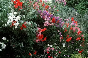 Peas: SWEET PEAS - mixed