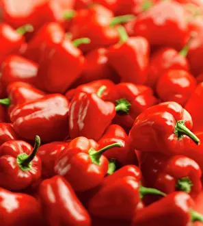 Belle: Sweet pepper, Capsicum anuum var grossum Baby