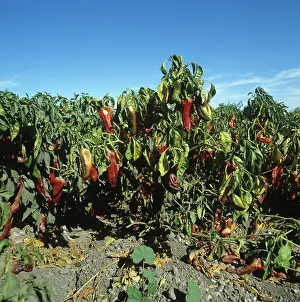 Peppers: Sweet pepper crop