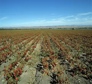 Peppers: Sweet pepper crop