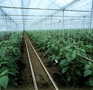 Commercial: Sweet pepper glasshouse crop