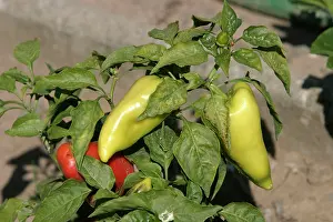 Peppers: Sweet Pepper / Pimiento - with red and green fruit