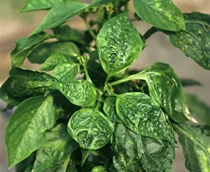 Pepper: Sweet pepper plant with CMV