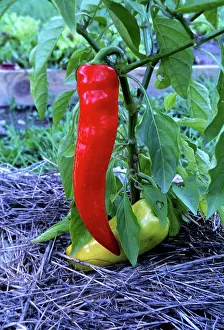 Peppers: Sweet pepper on vine