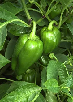 Peppers: Sweet Peppers