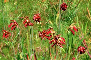 Pitcher: SWEET PITCHER PLANT