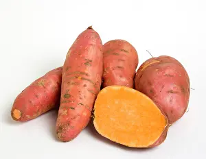 Ipomoea: Sweet potato