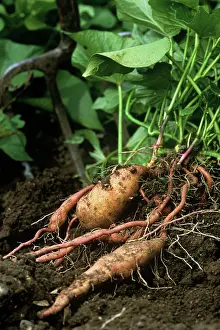 Ipomoea: Sweet Potato