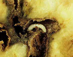 Weevil: Sweet Potato Weevil larva