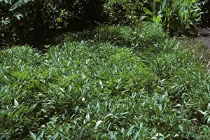 Potatoes: Sweet potatoes growing in a garden