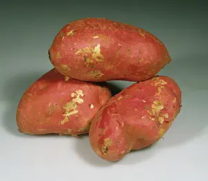 Potatoes: Sweet Potatoes (Ipomoea batatas)