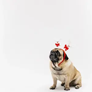 Quality: sweet pug xmas deer costume ears. Resolution and
