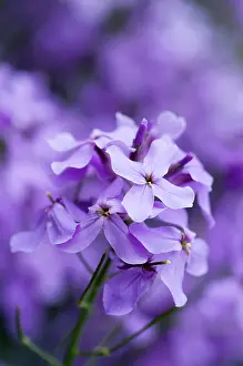 Rocket: Sweet rocket, Hesperis matronalis flower