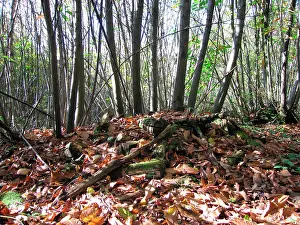 Coppice: Sweet / Spanish Chestnut Coppice and old rotting woodpile