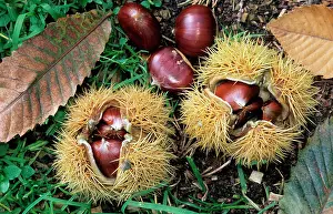 Husks: Sweet / Spanish Chestnut - fruit and husks