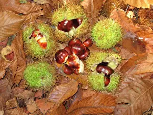 Husks: Sweet / Spanish Chestnut - fruit & husks
