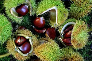 Husks: Sweet / Spanish Chestnut - fruit and husks